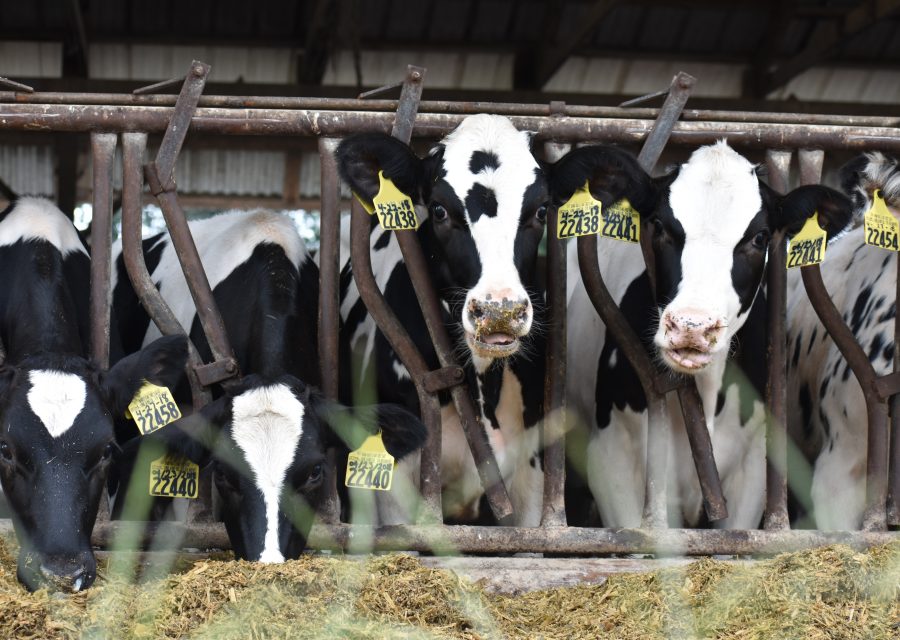 Heifers Headlocks Tags Blurred