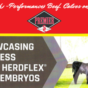 SimVitro® HerdFlex™ Beef Embryos: Generating High-Performance Beef Calves on Dairy Farms